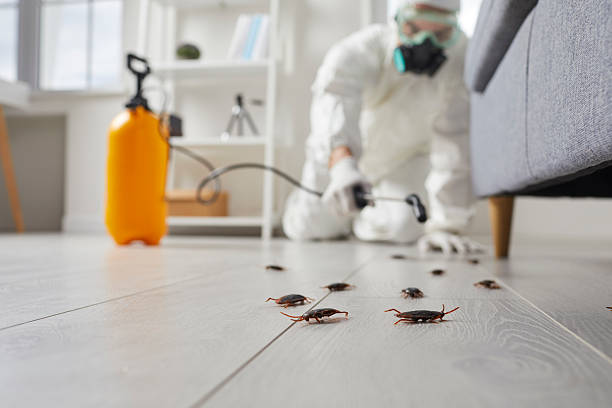 Commercial Kitchen Cockroach Control in Bradford
